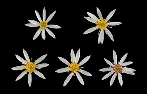 White wood aster (Eurybia divaricata)