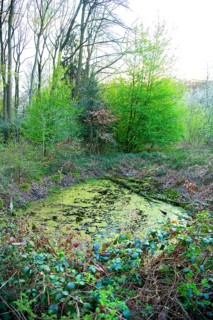 Bomb craters