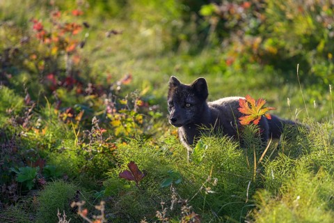 Arctic fox (Vulpes lagopus) or ice fox