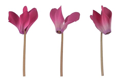 Room alpine violet (Cyclamen persicum hybrid) eastern Mediterranean
