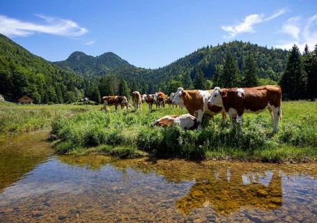 Herd of cows on the mountain pasture at Moosalm near Schwarzensee