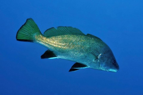 Brown meagre (Sciaena umbra)