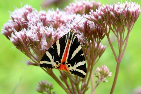 Jersey tiger (Euplagia quadripunctaria) on hemp agrimony (Eupatorium cannabinum)