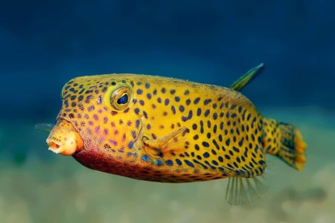 Yellow boxfish (Ostracion cubicus)