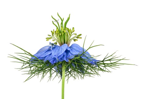 Love in a mist (Nigella damascena)