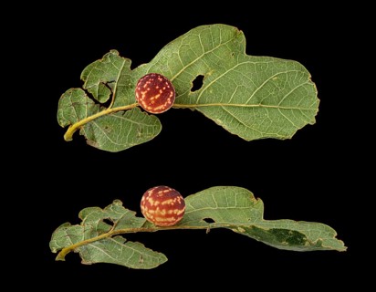 Striped oak gall wasp (Cynips longiventris)