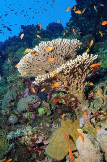 Hyacinth Table Coral (Acropora hyacinthus) in coral reef