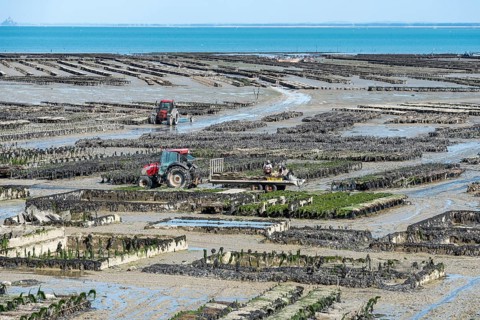 Oyster production in the mudflats
