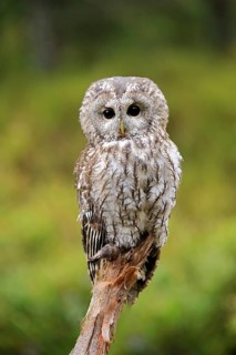 Tawny owl (Strix aluco)