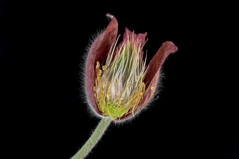 Pasque flower (Pulsatilla vulgaris)