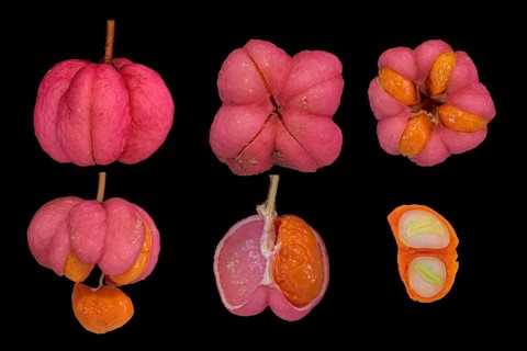 European spindle (Euonymus europaeus)