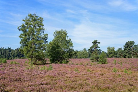 Heathland