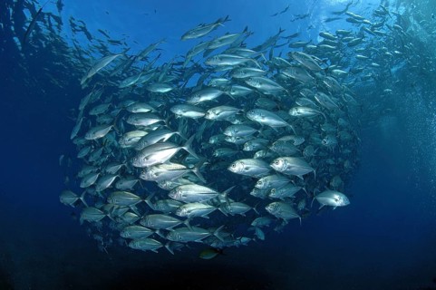 Shoal of Bigeye trevallies (Caranx sexfasciatus) forming a sphere