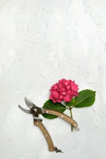 Garden hydrangea