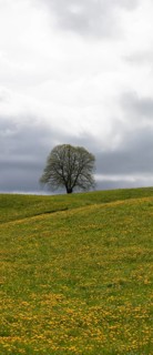 Flowering tree and meadow