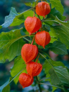 Bladder cherry (Physalis alkekengi)