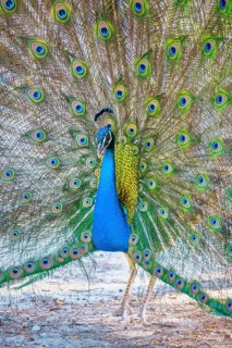 Indian peafowl (Pavo cristatus) beats wheel