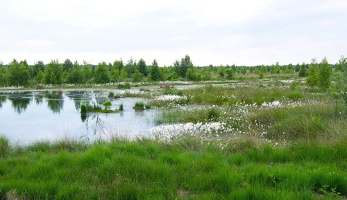 Landscape photograph Rehdener Geestmoor