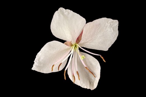 Lindheimer's beeblossom (Gaura lindheimeri)