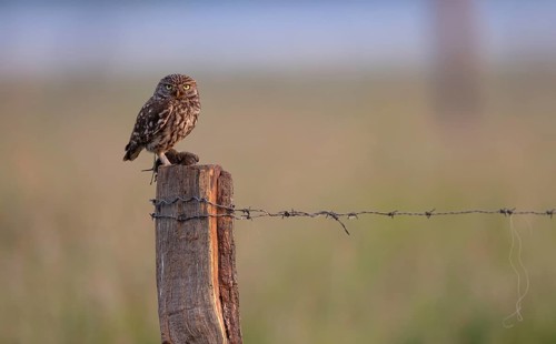 Little owl (Athene noctua)