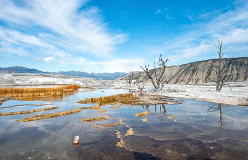 Dead trees on sinter terraces