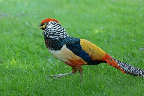 Golden pheasant (Chrysolophus pictus)