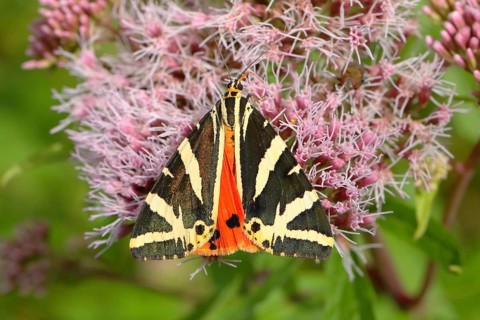 Jersey tiger (Euplagia quadripunctaria) on hemp agrimony (Eupatorium cannabinum)