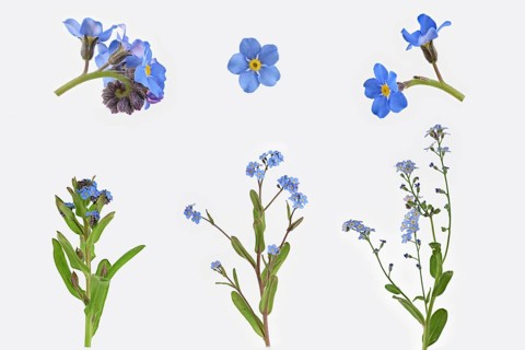Wood forget-me-not (Myosotis sylvatica)