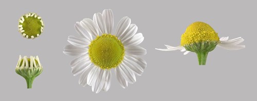 German chamomile (Matricaria chamomilla)