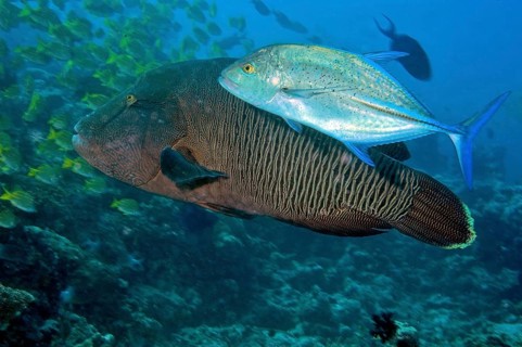 Bluefin trevally (Caranx melampygus) hunting in the shade of juvenile napoleon fish (Cheilinus undulatus)