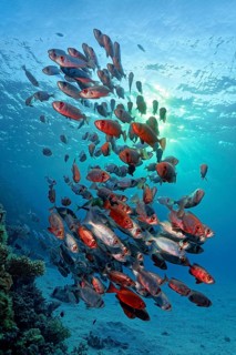 Shoal of Common Bigeye (Priacanthus hamrur) Bass swimming backlit over coral reef