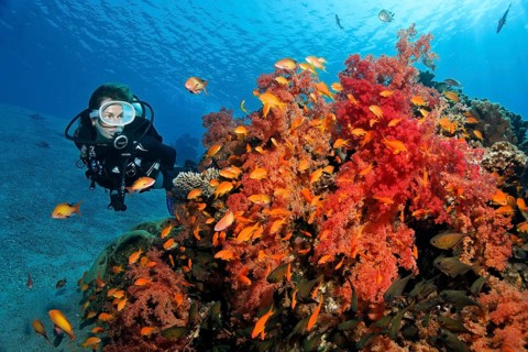 Diver looking at large colony of Klunzinger's Soft Coral (Dendronephthya klunzingeri) with shoal of Red Sea Red Sea Basslet (Pseudanthias taeniatus)