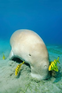 Dugong (Dugong dugon) grazing on seagrass meadow followed by Golden Trevally (Gnathanodon speciosus)
