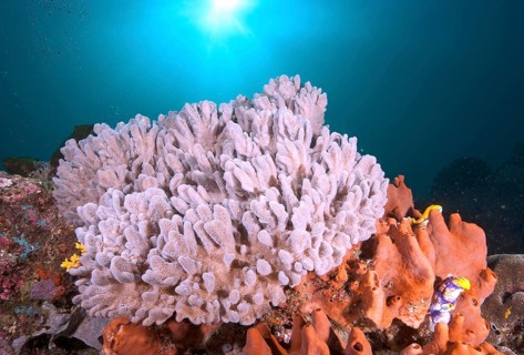 Cauliflower coral (Pocillopora meandrina)
