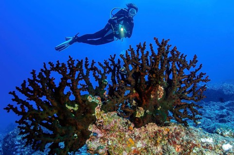 Diver looking at black Black Sun Coral (Tubastraea micranthus)