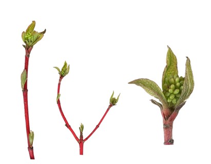 Common Dogwood (Cornus sanguinea)