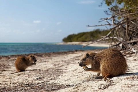 Desmarest's hutia (Capromys pilorides)