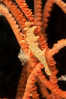 Longhorn shrimp (Miropandalus hardingi) on sea whip (Junceella fragilis)