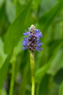 Flower of heart-leaved pikewort (Pontederia cordata)