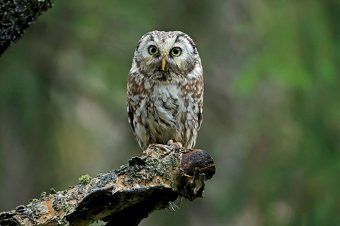 Tengmalm's owl (Aegolius funereus)