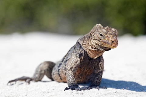 Green iguana (Iguana iguana) on the beach of Anclita