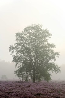 Heathland