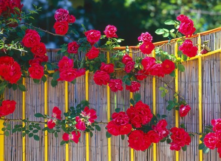 Climbing roses