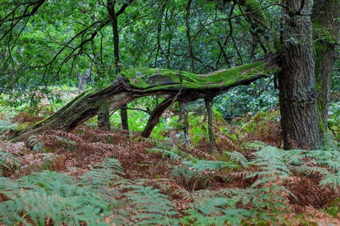Oak forest with bracken