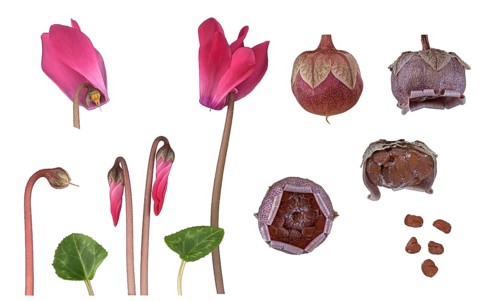 Indoor cyclamen (Cyclamen persicum hybride)