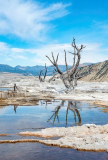 Dead trees on sinter terraces