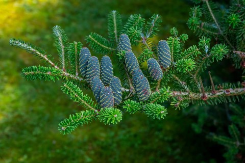 Korean fir (abies koreana) cones