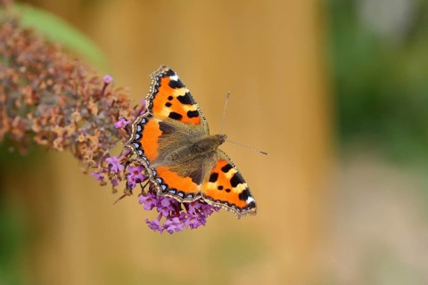 Small tortoiseshell (Aglais urticae)