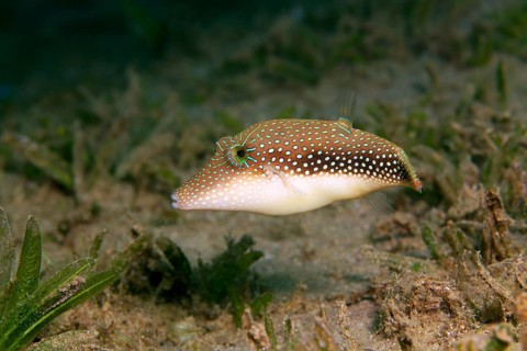 Margaritata Puffer (Canthigaster margaritata) Red Sea