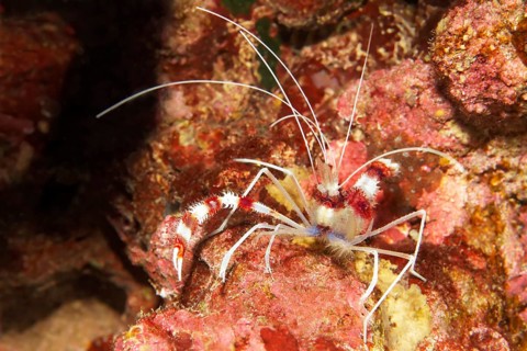 Banded Coral Shrimp (Stenopus hispidus)
